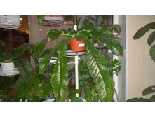 DS-���������