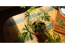 Hernanus Show (��������)