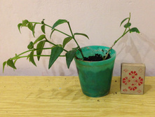 Hoya bella - ���� �����-100�