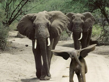 ������� ��������)