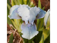 Bombay Sapphire-6,76.jpg