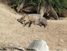 ������� �����