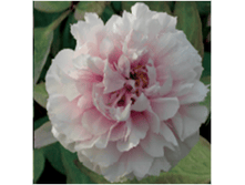 4606500499557 ������ ��� ������ 1-2 ������ 239,27 �..png