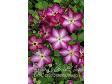 �������� ��������������� ���� ������� 365,0