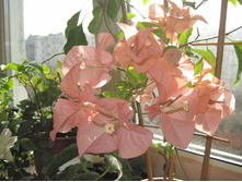 ����������� Bois de Roses