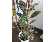 ����� ������ ������������