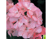 ���������� ripple strawberry.jpg