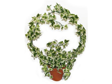 �� 55/131-1 - 435