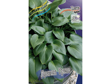 Hosta Devon Green 282 �. �� 3 ��.jpg