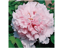 4606500027613 ������� ���� 2-3 ������ 399,41�..png