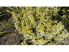 ��������� ���������  ����