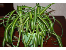 ���������� ��������