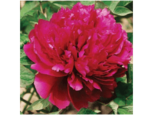 4606500088409 ������ ���� 2-3 ������ 399,41 �..png