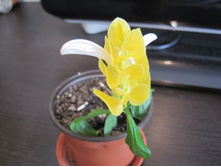 ����� ����������