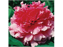 4606500028900 ���������� ������ 2-3 ������ 399,41 �..png