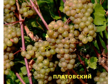 ���-�������. 130 ���..jpg