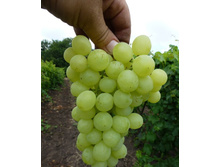 ���-��� �����-��� 265 ���.