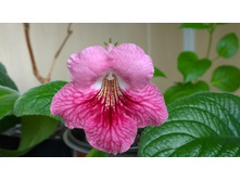 ��- ���� ����