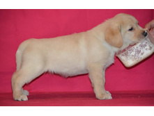 ��������� �� ����������� ������ 45 ���� - ��������