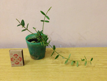 Hoya dickasoniana (Hoya weebella)-150�