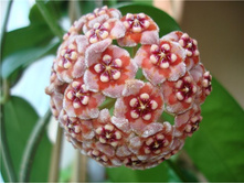 Hoya meliflua- ������ �������� ..