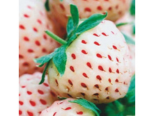 ��������� ���������, 50���..jpg