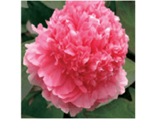 4606500499533 ������� ������ 1-2 ������ 239,27 �..png