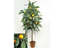 170/���/24� - 6975