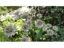 ��������� 'White Giant'-