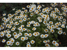 29 ���� 2014 042.jpg