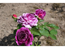 ���� Purple Eden.JPG