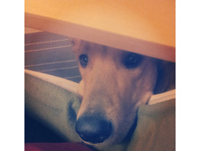 ������ �����������