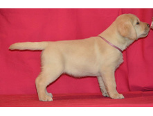 ��������� �� ����������� ������ 45 ���� - ��������