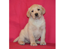 ������ �� ����������� ������ 45 ���� - ��������