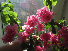 ����������� Bordo