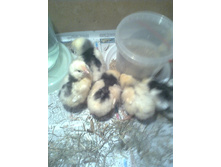 ���. 4 ���.jpg