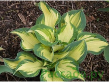 ������ ������ (No2+���)