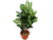 �65/30 - 899 - ������ 25%