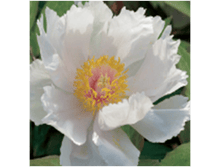 4606500505838 ����� ����� 1-2 ������ 239,27 �..png