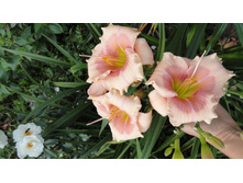 ������ �����