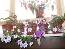 ��� ������ ���������