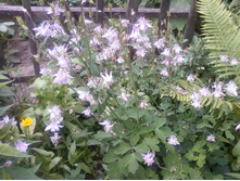 ��������� ��������-������� -50 �