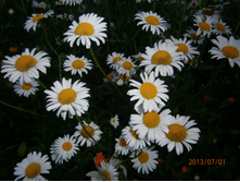 ������� ������� ����.������ 5-6 ��- �� �������