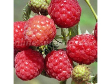 ������ ������ 211.jpg