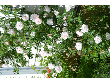 ���� ��� ����.JPG