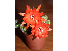 ���������� ����������