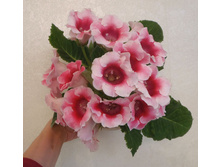 ������ ����� �.jpg