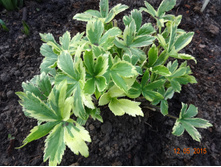 ��������� �����������  ���������� Sunningdale Variegated 150�, ���� 1 ��.