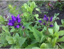 ����������� ���������.jpg