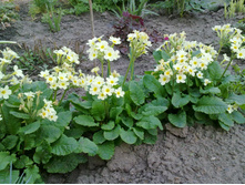 �����������-������ ��������������.jpg